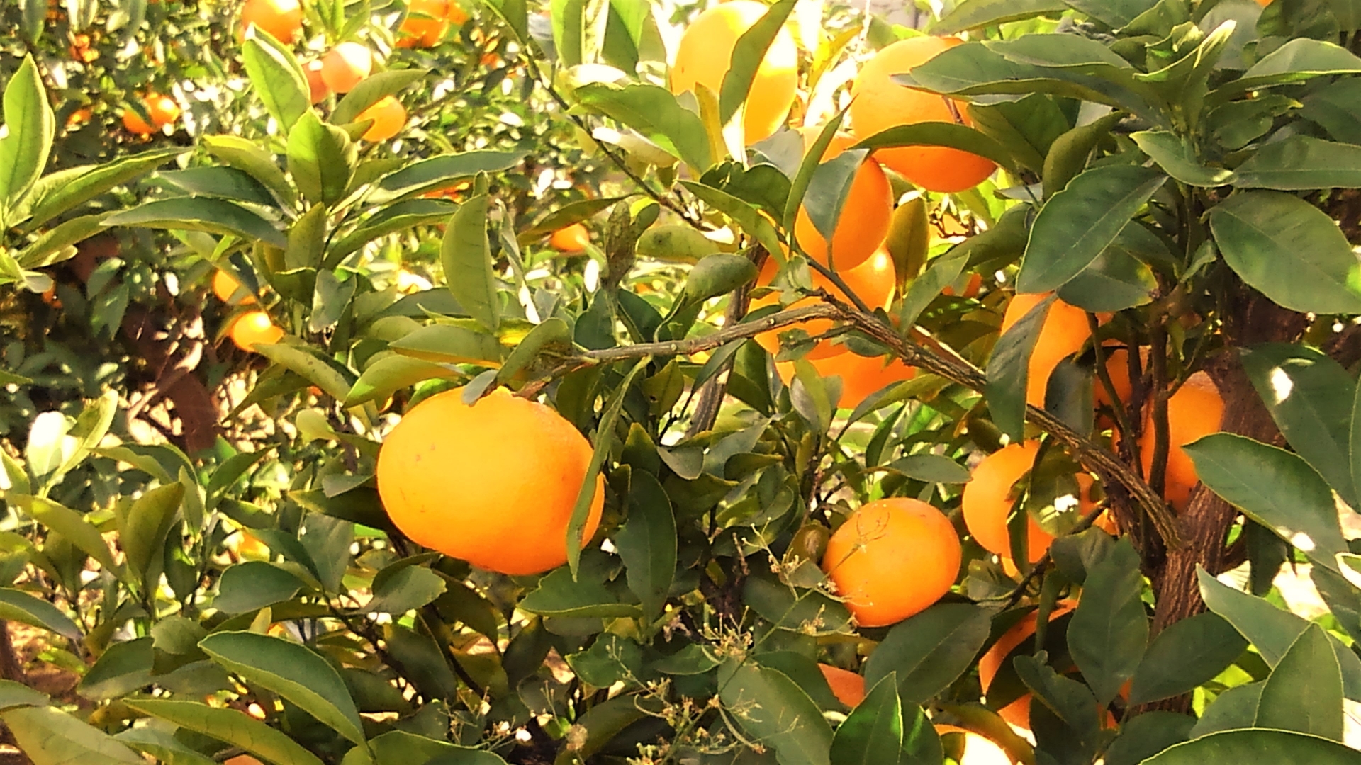 有田みかん街道の写真素材 - PIXTA