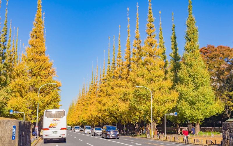 2022年！都内で気軽に紅葉散歩＜青山編＞ ライトアップと歩行者天国復活の神宮外苑いちょう並木と根津美術館とののあおやま建築とアートを巡る®