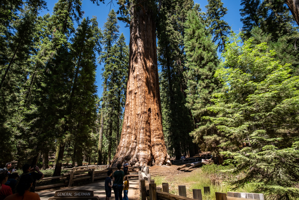 アメリカ西海岸の旅 セコイア国立公園で地上最大の生物に会うアメリカンLife Story in Pictures