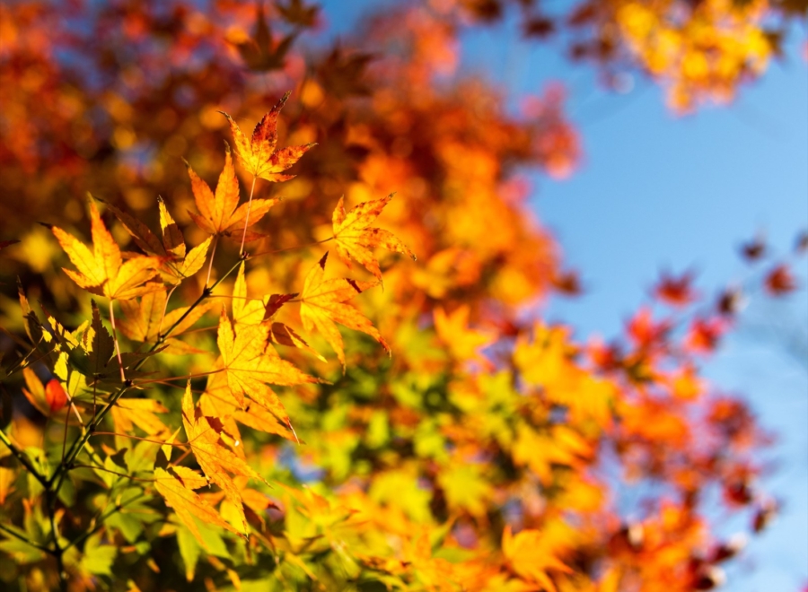 紅葉旅行・ツアー特集 全国おすすめ紅葉狩り名所2025 HIS