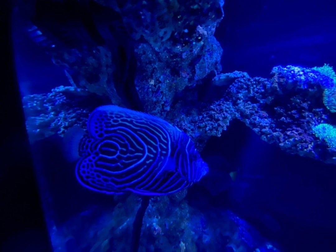 サイアムパラゴンの水族館！Sea Life Bangkok