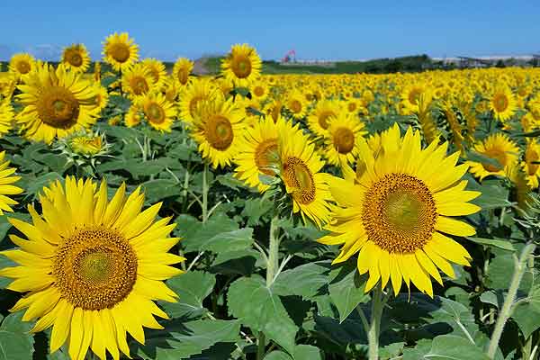秋の柳川 ひまわり畑 アクセス情報・駐車場レジャーへ行こうよ