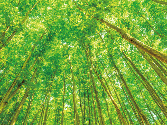 THE FOREST ザ・フォレスト -都留市山梨のグランピング2025PORTA