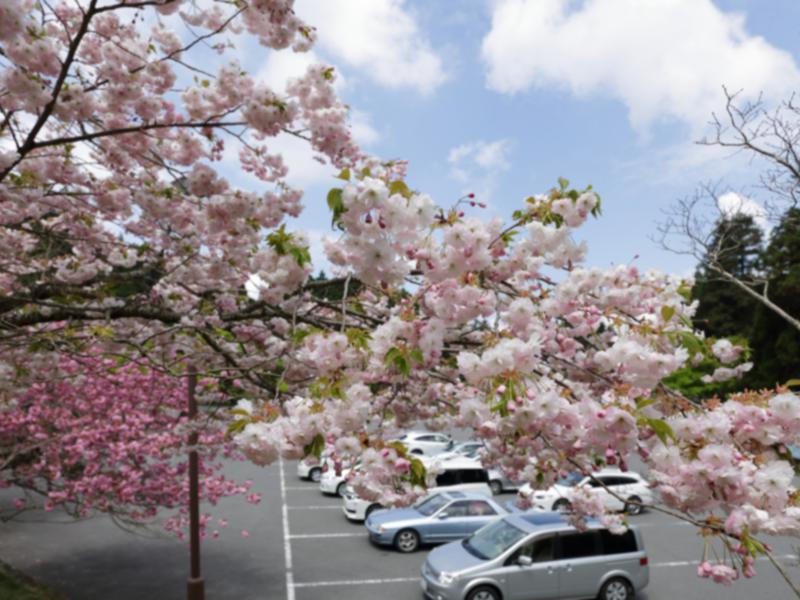 叡山電車 八瀬比叡山口駅前で紅葉狩り - Kyotopiキョウトピ京都情報・観光・旅行・グルメ