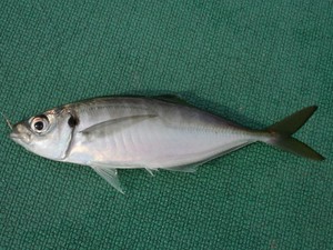 観音崎の釣り場情報魚速報