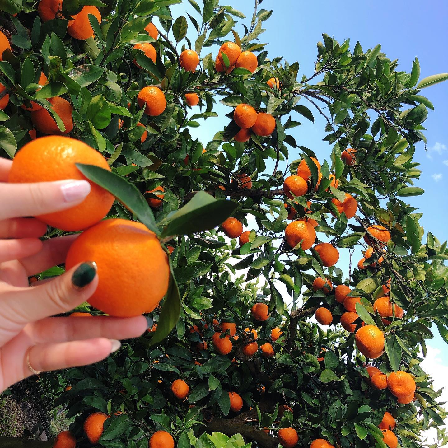 和歌山バイク旅録２ 有田みかん海道とみかん農園ショップうたたね関西見聞録
