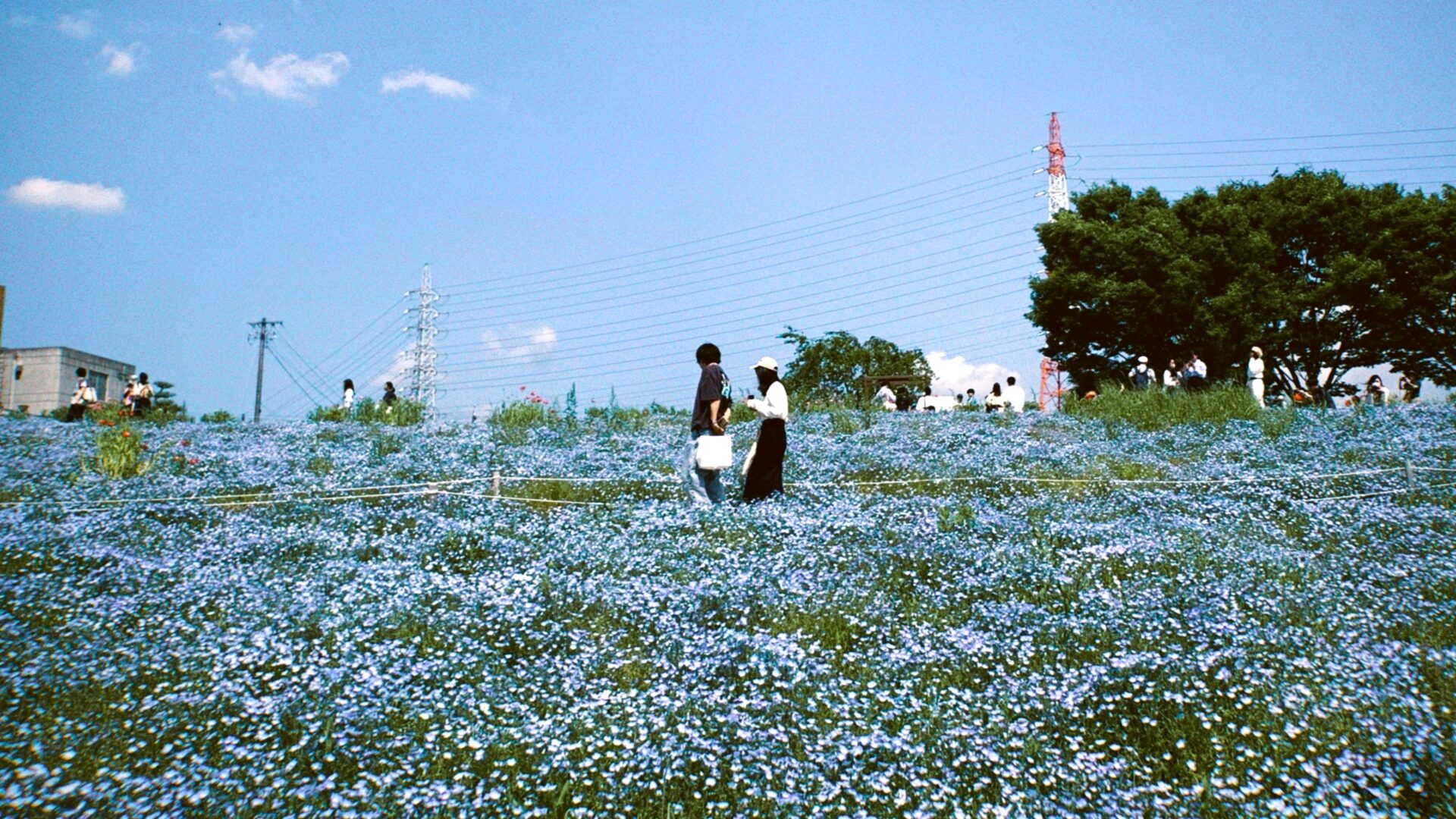NEMOPHILA 4th Anniversary