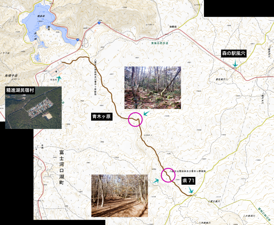 青木ヶ原樹海富士の麓に広がる原始林