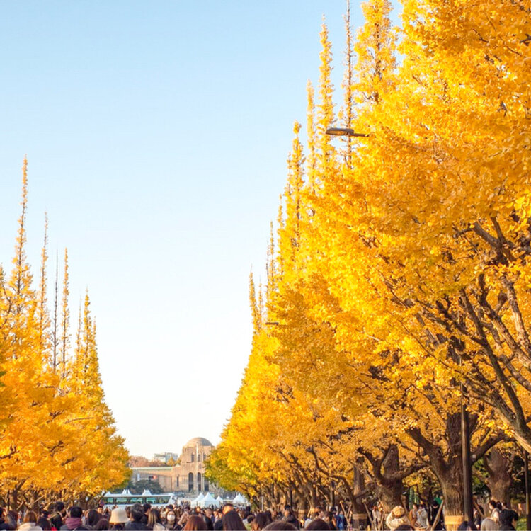 明治神宮外苑でイチョウ並木のライトアップ開始 12月3日まで毎日16:30～19:30：東京新聞デジタル