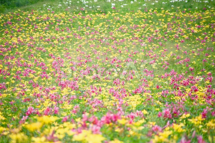 HD Hunter Mountain Lily