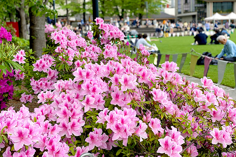 芝生広場の効用はもっと見直されるべきではないか: パークマネジメントのヒント－小口健蔵の公園経営実践論ブログ