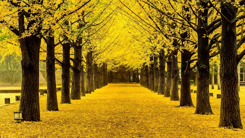 南怡島シャトルバス 往復 韓国オプショナルツアー予約 「コネスト」