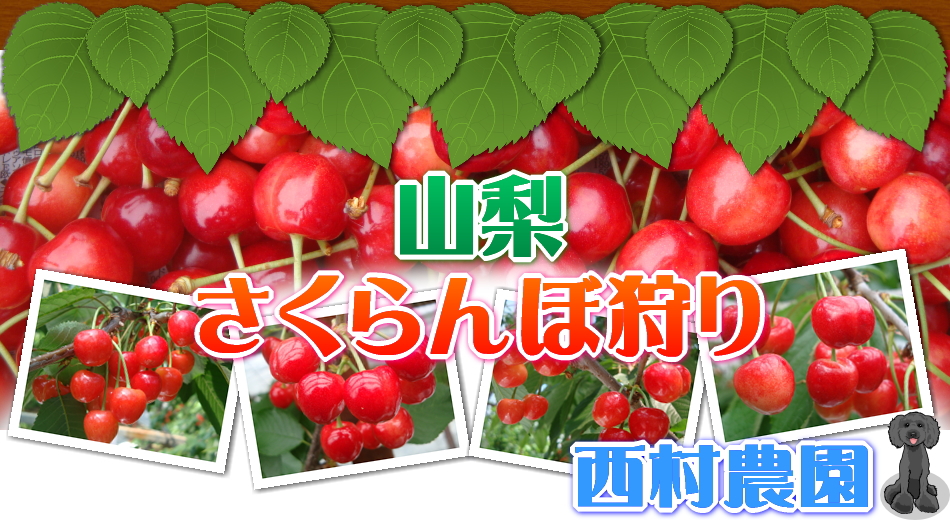 長野のさくらんぼ狩りランキングTOP10 - じゃらんnet