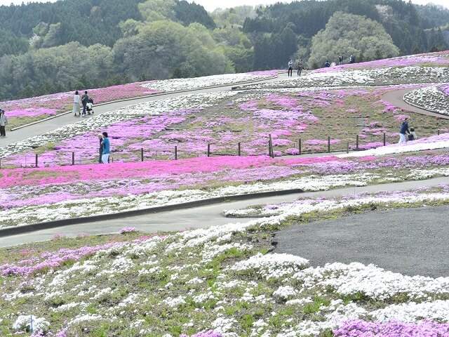 一面が春色に染まる！群馬にある
