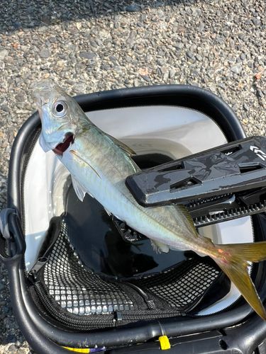 耳川河口 美々津港、幸脇港 〜宮崎県日向市釣り情報サイト