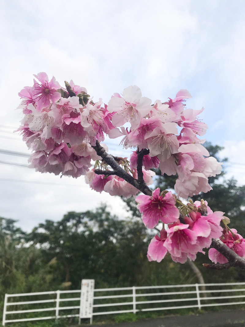 2025年最新版 冬に奄美大島へ旅行をおすすめする理由を徹底解説！奄美ツアーズ