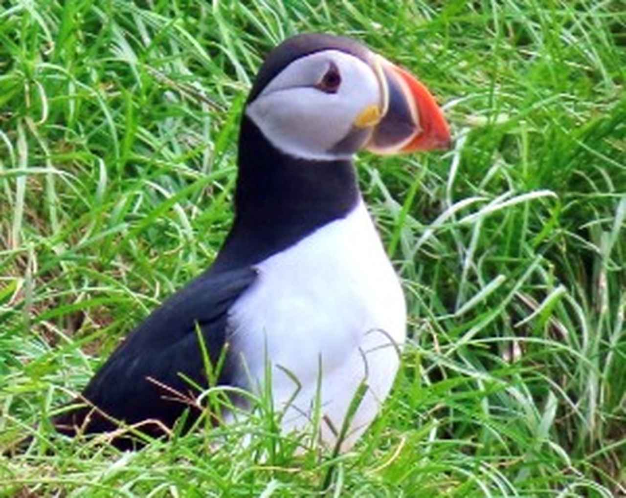 ビューリン半島 - Wikipedia