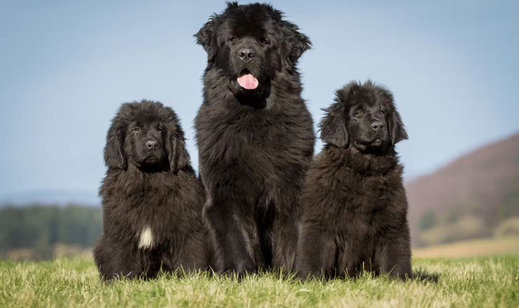 ニューファンドランド＆ラブラドール州のアトラクション トップ10Destination Canada