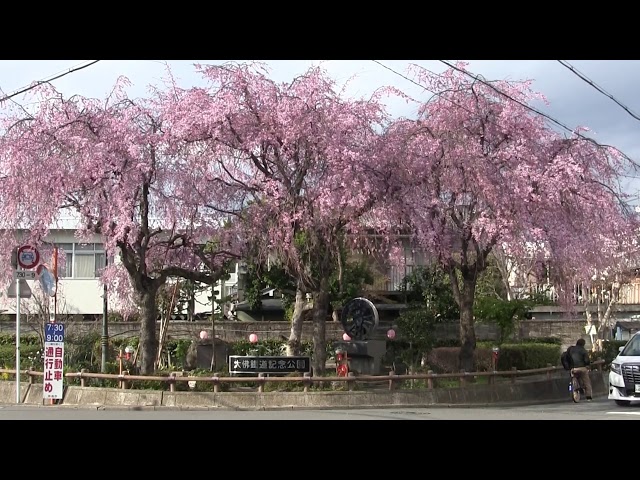 こちらは大仏鉄道記念公園🚃 これで桜の写真終わりです🌸 またらいねーん😊奈良大仏鉄道記念公園