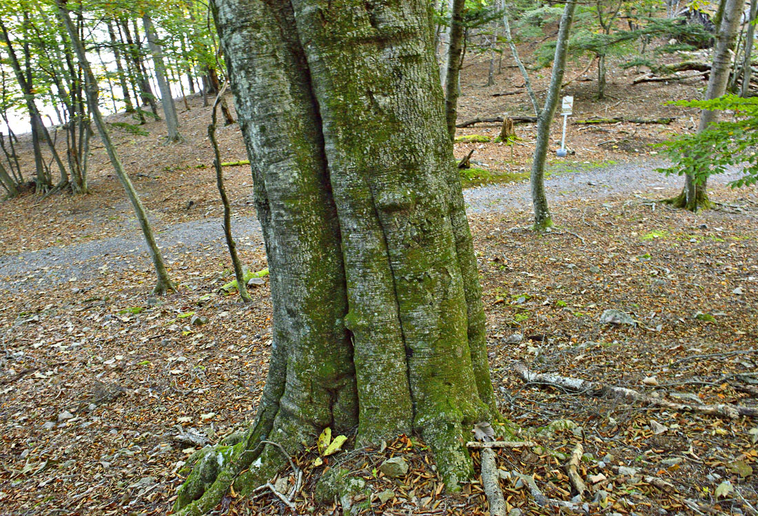 紅葉の中禅寺湖・八丁出島本日も一日一歩