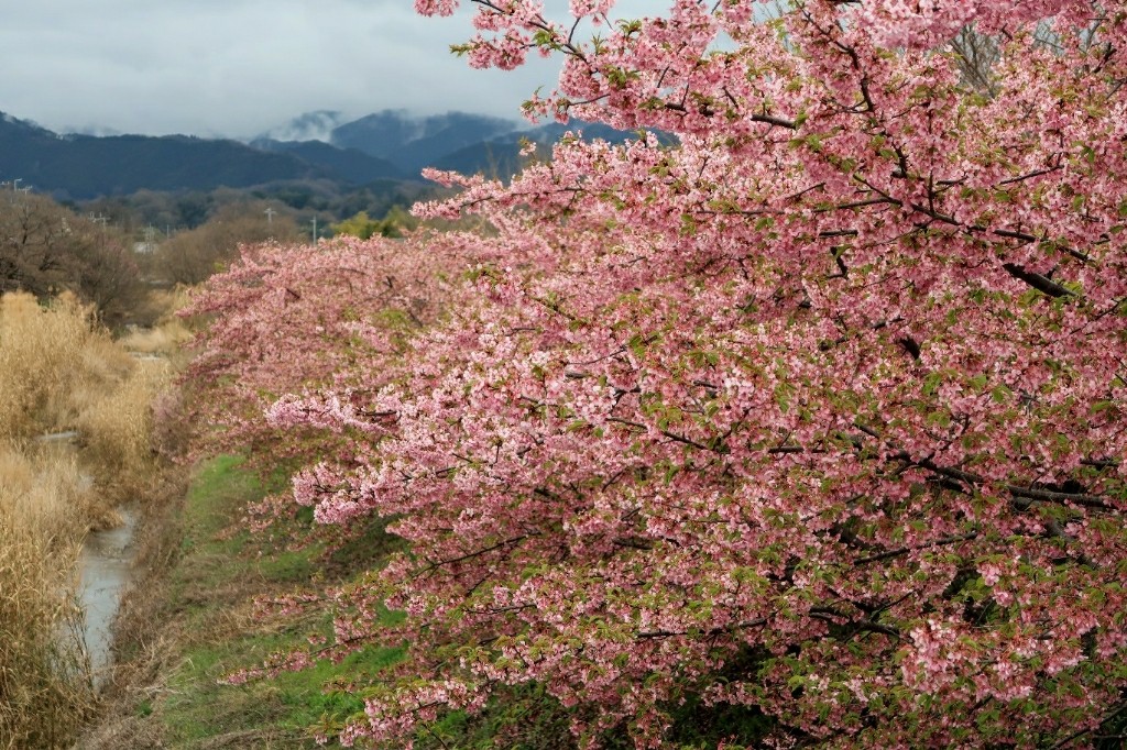 河津桜 藤原京大橋K-smile