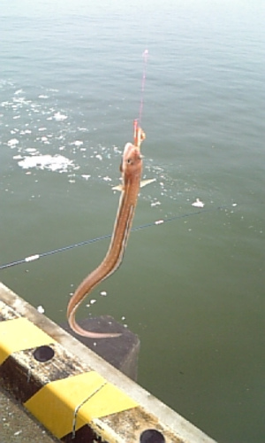 釣り 千葉県銚子市にある銚子漁港に釣りに行ってきました。2025年5月4日より 千葉県- YouTube