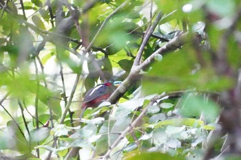 タマンネガラ国立公園の日帰りツアーKlook