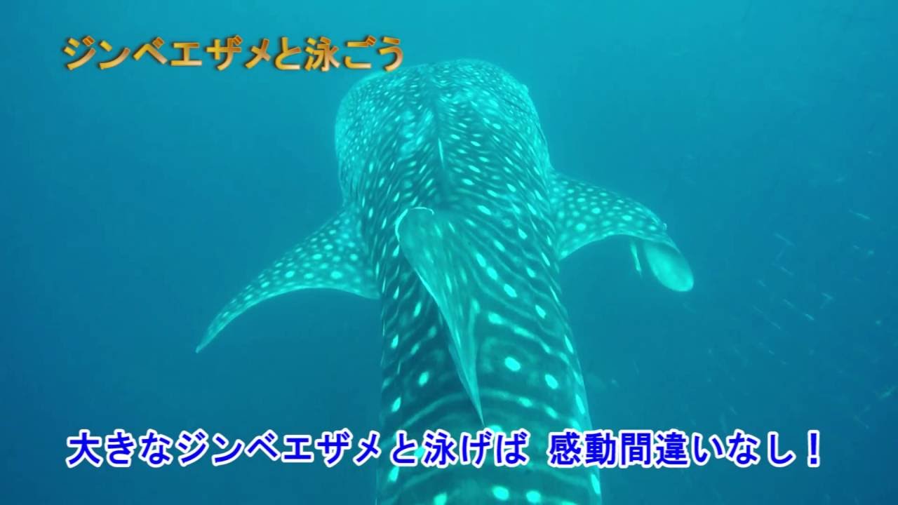 ジンベエザメと一緒に泳ぐ！ダイビング沖縄ダイビングライセンスと格安スキューバファンダイビング