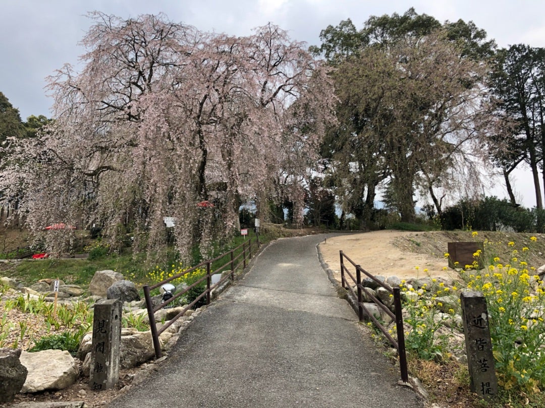 法華原華庭園のしだれ桜観光スポット公式 福岡県の観光 旅行情報サイト「クロスロードふくおか」
