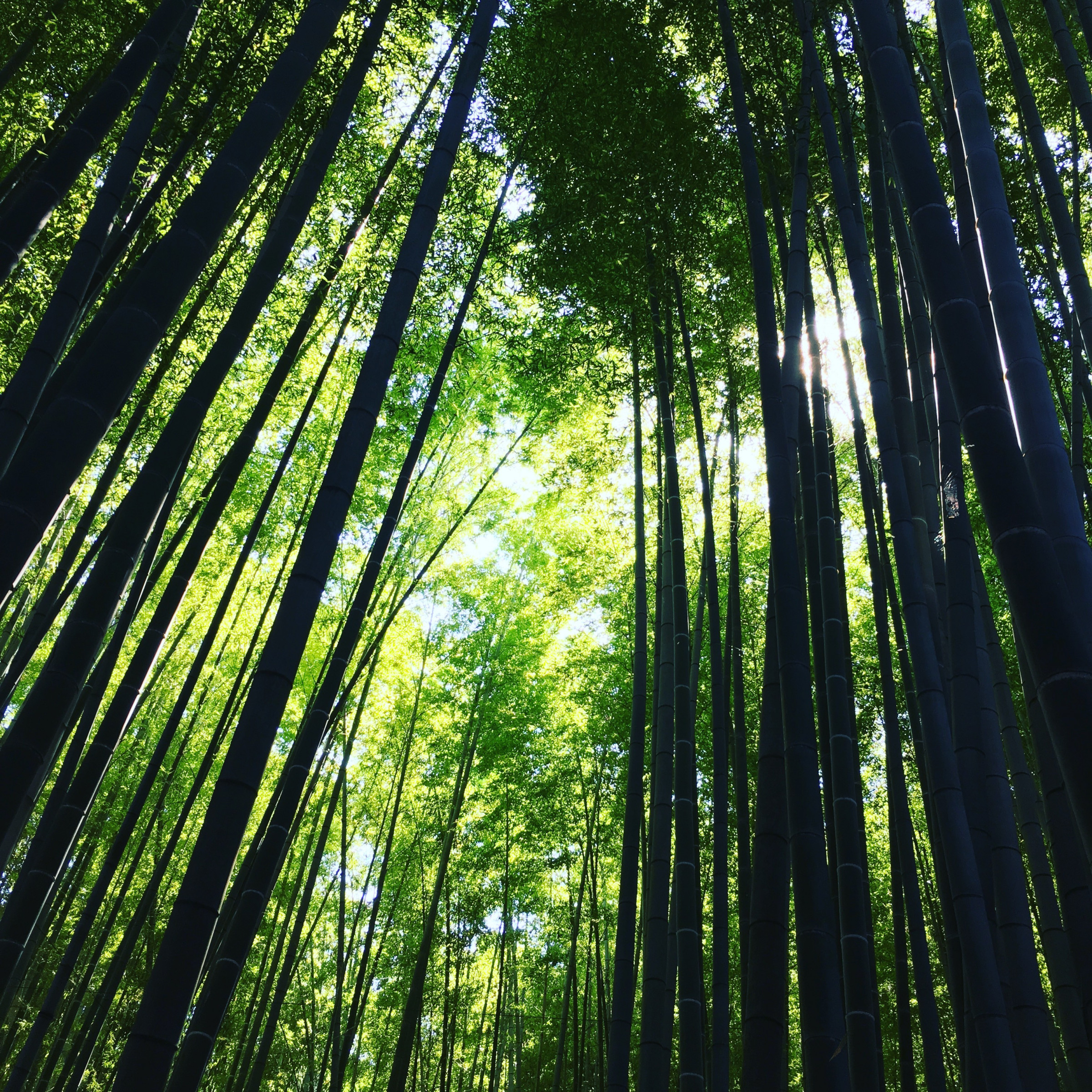 鹿島観光自動車 株 神栖市観光協会