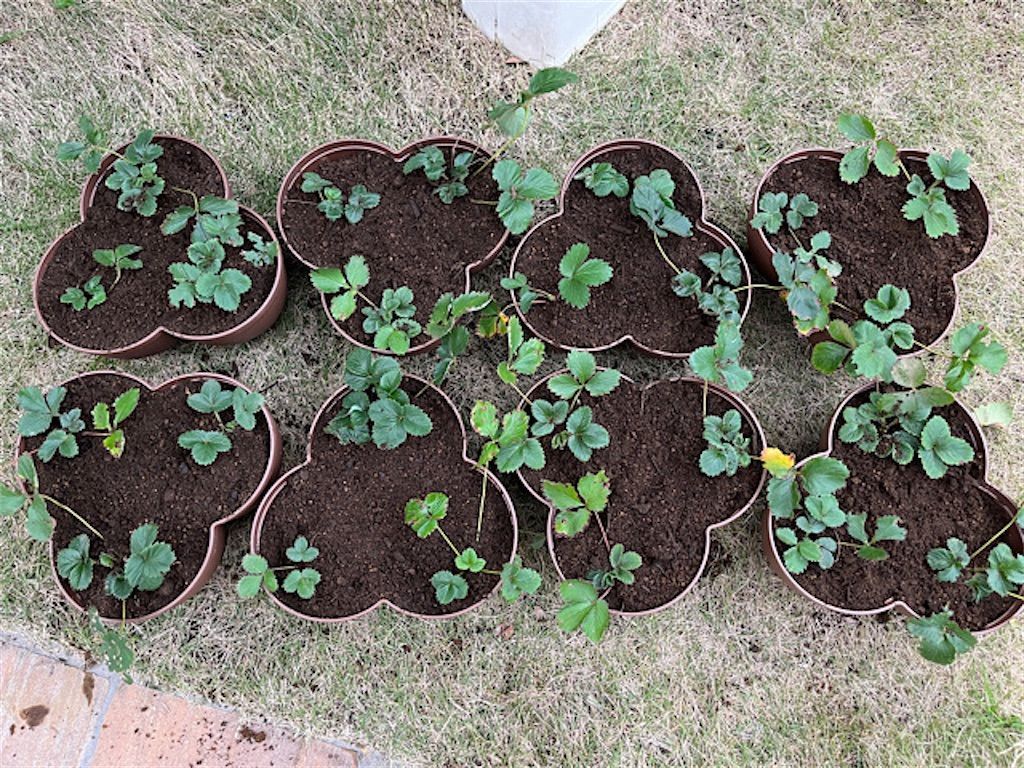 いちご大学 - 100均で家庭菜園デビュー！セリアのいちごポットで秋植え栽培にチャレンジ2月や5月に苗を植えるイメージが強い家庭菜園ですが、実は秋植えに適した作物もたくさんあります。 なかでもいちごの苗ならプランター栽培も容易で、マンション暮らしのベランダ菜園