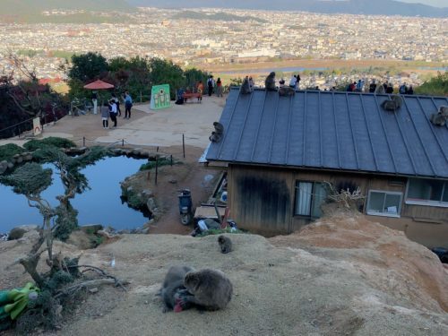 嵐山モンキーパークいわたやま アクセス・営業時間・料金情報 -