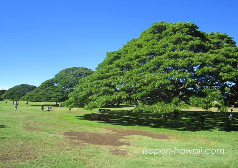 Hawaii日立の樹 Moanalua Gardensモアナルア・ガーデン