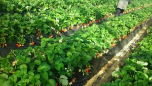 ちちぶでいちご狩りと乗馬体験を楽しむコース - 埼玉県