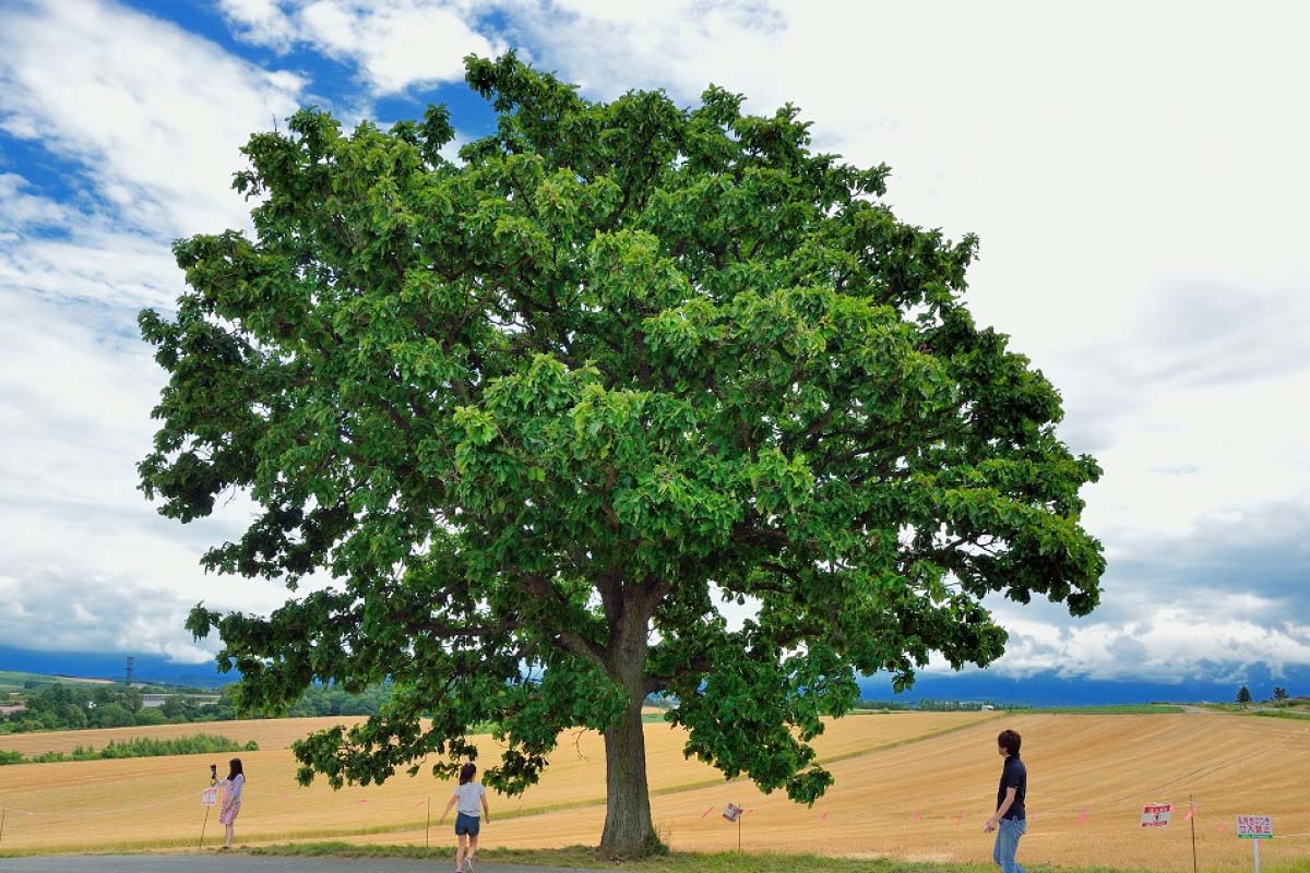 ケンメリの木の写真素材 - PIXTA