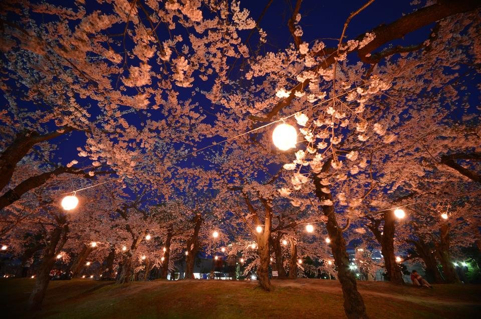 五稜郭公園「桜」 おすすめツアー特集！2025年宿泊・日帰りバスツア