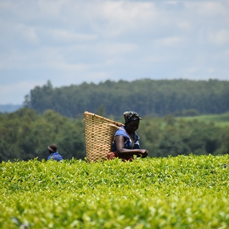 世界550カ所以上にプランテーションを持つスイス拠点の商社 - SWI swissinfo.ch