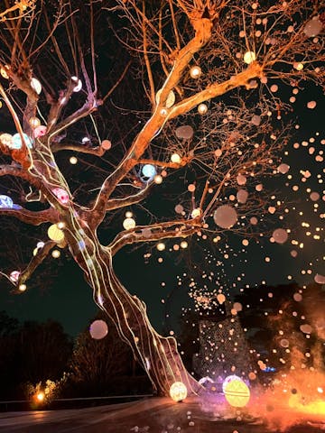 歳末レッサーパンダ詣とイルミネーションで良い年を願う ３ 西武園ゆうえんちのイルミージュは花鳥風月のファンタジーカラーの光の森』所沢 埼玉県 の旅行記・ブログby