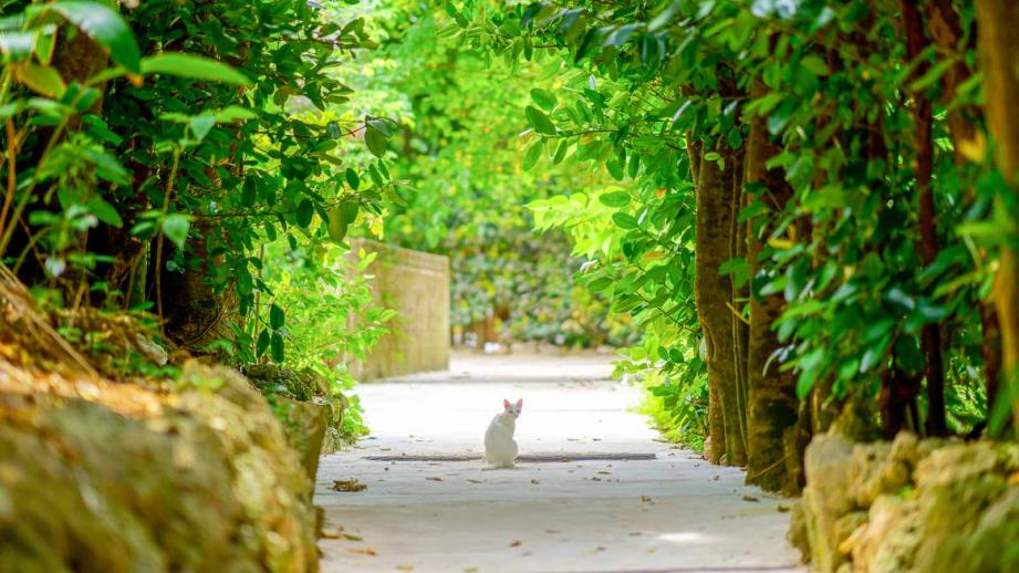 京都にカップルで二泊三日旅行 賢く満喫するための４つのポイントおすすめスポットと宿も紹介 -京都着物・浴衣レンタル 咲く都