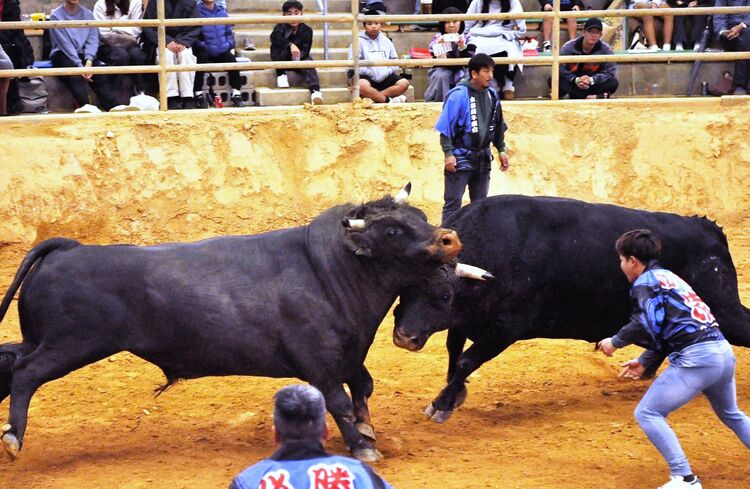 安慶名闘牛場沖縄 おすすめの人気観光・お出かけスポット - Yahoo!トラベル