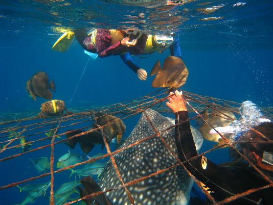 沖縄・美ら海水族館で ジンベイザメを見よう！│近畿日本ツーリスト