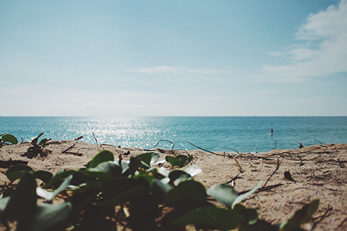 花 景色の写真素材写真素材なら「写真AC」無料 フリー ダウンロードOK