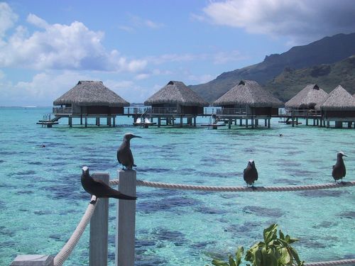 タヒチ 情報詳細タヒチ＆イースター島タヒチ、モルディブ、ニューカレドニア、フィジーのビーチ、ダイビング専門旅行会社「アクアラグーン」