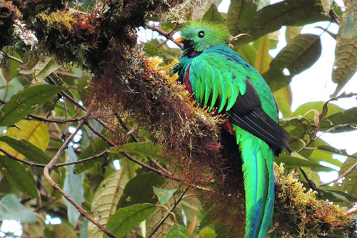 年末年始コスタリカ旅行3日目① モンテベルデで