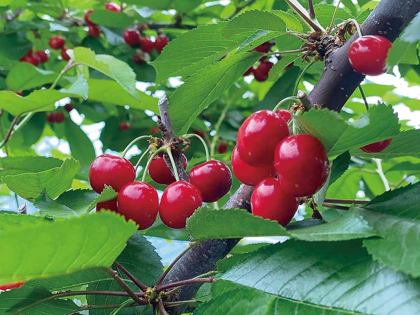 飛騨高山諏訪果樹園