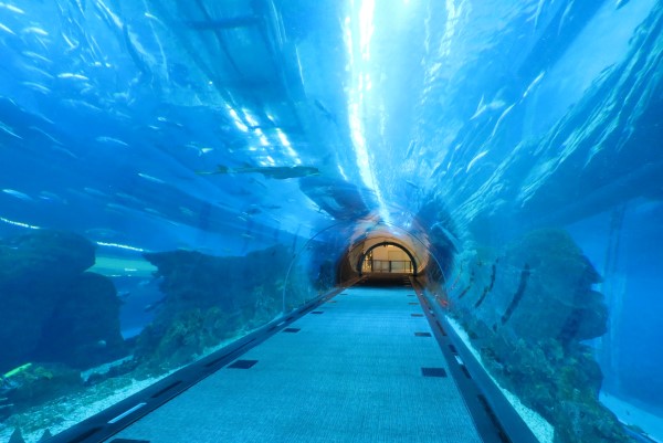 ギネス認定 世界最大規模のドバイモール！世界最大の水槽・世界一高いビル・噴水ショーなど見どころ満載。│世界地図の99％を私たち家族はまだ知らない