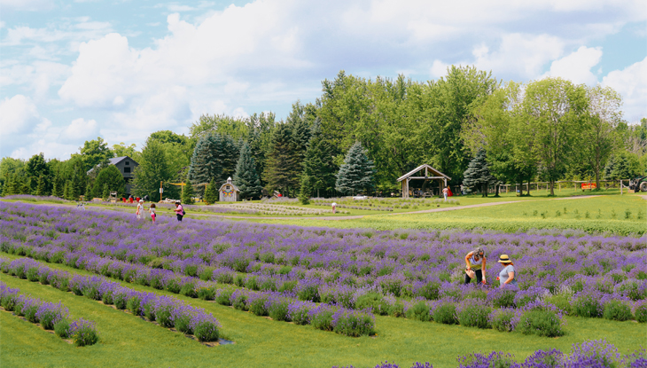 雄物川右岸52.8Kライブカメラ秋田県大仙市北楢岡字宇留井谷地古川端ライブカメラJAPAN FUJIYAMA