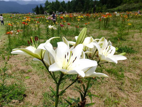 ハンターマウンテンゆりパークのユリ 10261000073 の写真・イラスト素材アマナイメージズ