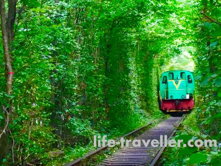 ウクライナにある「恋のトンネル」、恋人たちを魅せる四季折々のメルヘンチックな絶景。世界の絶景＆猫歩き～エッセイ～