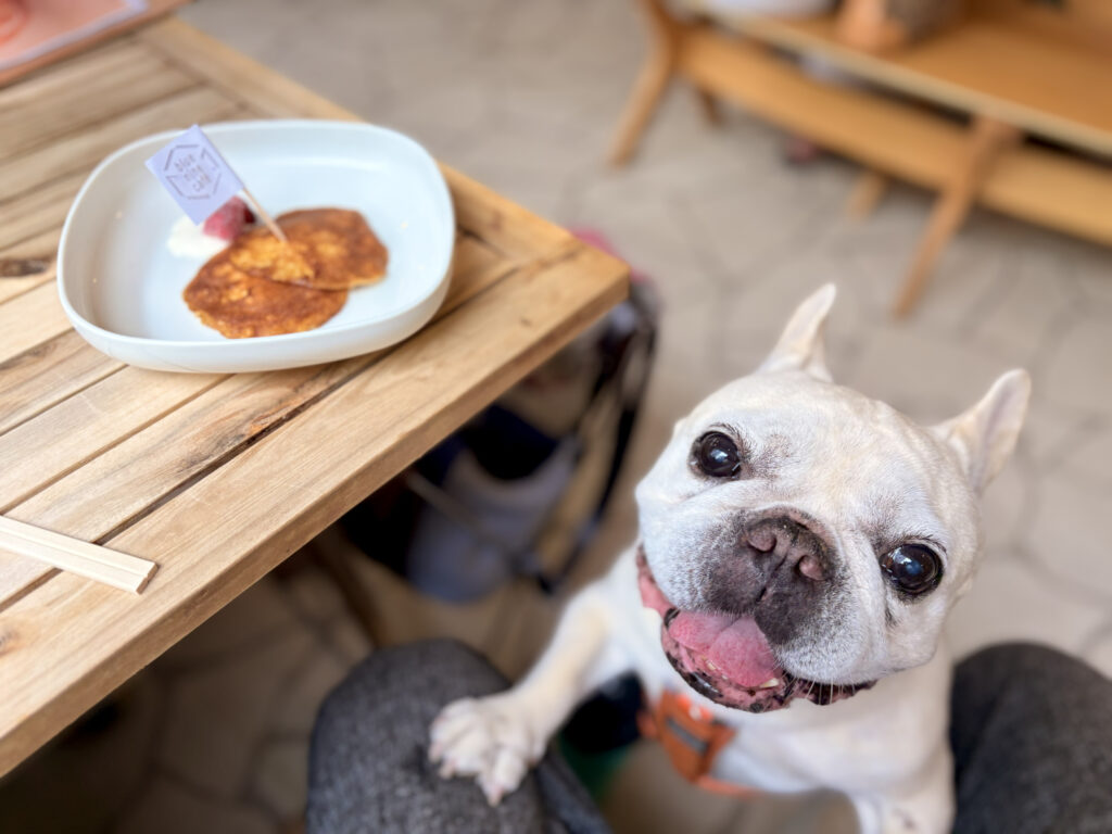 伊豆のペット可レストラン＆カフェ16選 便利なワンコ情報も♪ - まっぷるウェブ